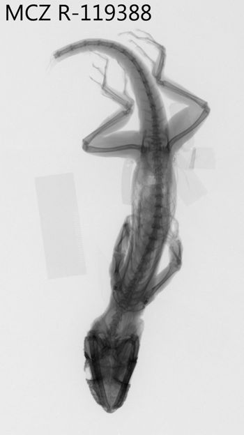 Media type: image;   Herpetology R-119388 Aspect: dorsoventral x-ray